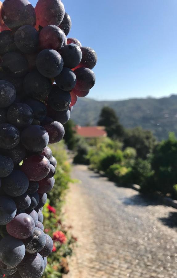 Private Douro- Quinta Das Susandas 메사오프리오 외부 사진